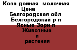 Коза дойная, молочная › Цена ­ 4 500 - Белгородская обл., Белгородский р-н, Ясные Зори п. Животные и растения » Другие животные   . Белгородская обл.